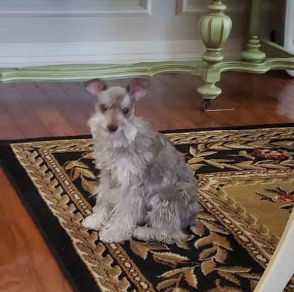 Meet your Posher, Janet - Picture 1 of 1